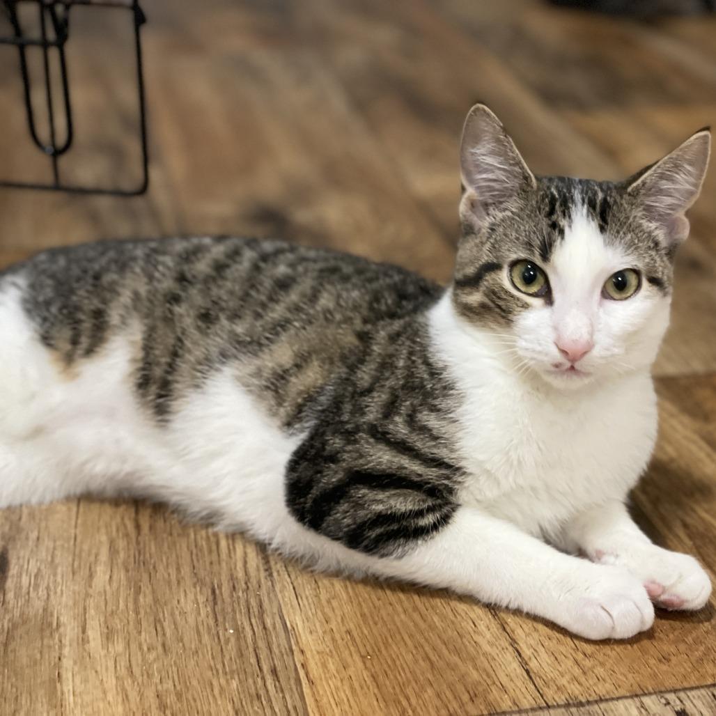 Darla, a Adoptable Domestic Short Hair in Lucedale, MS image 2/3