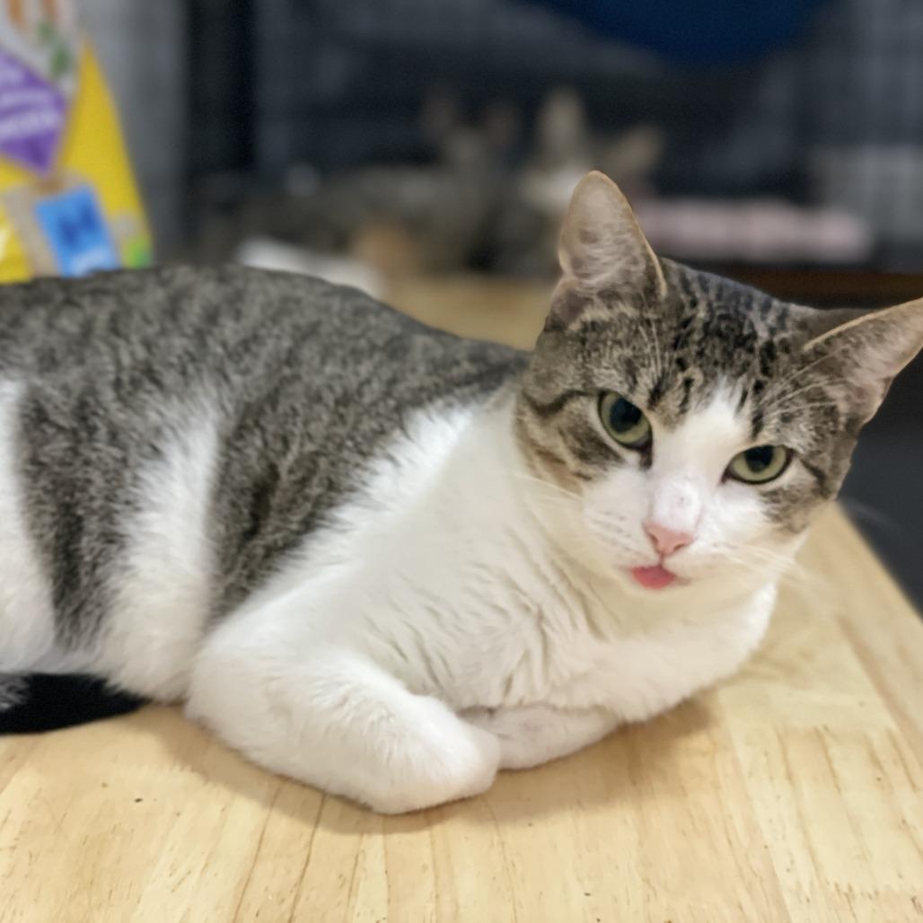 Darla, a Adoptable Domestic Short Hair in Lucedale, MS image 3/3