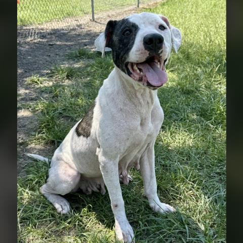 LILY, Adoptable, Adult Female Boxer & Pointer.