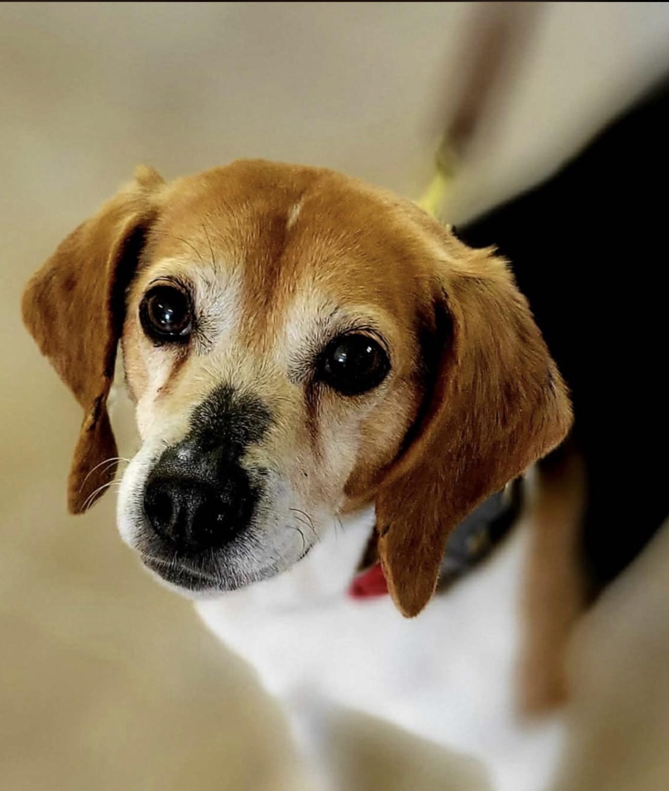 Belle, adopted, Senior Female Beagle.