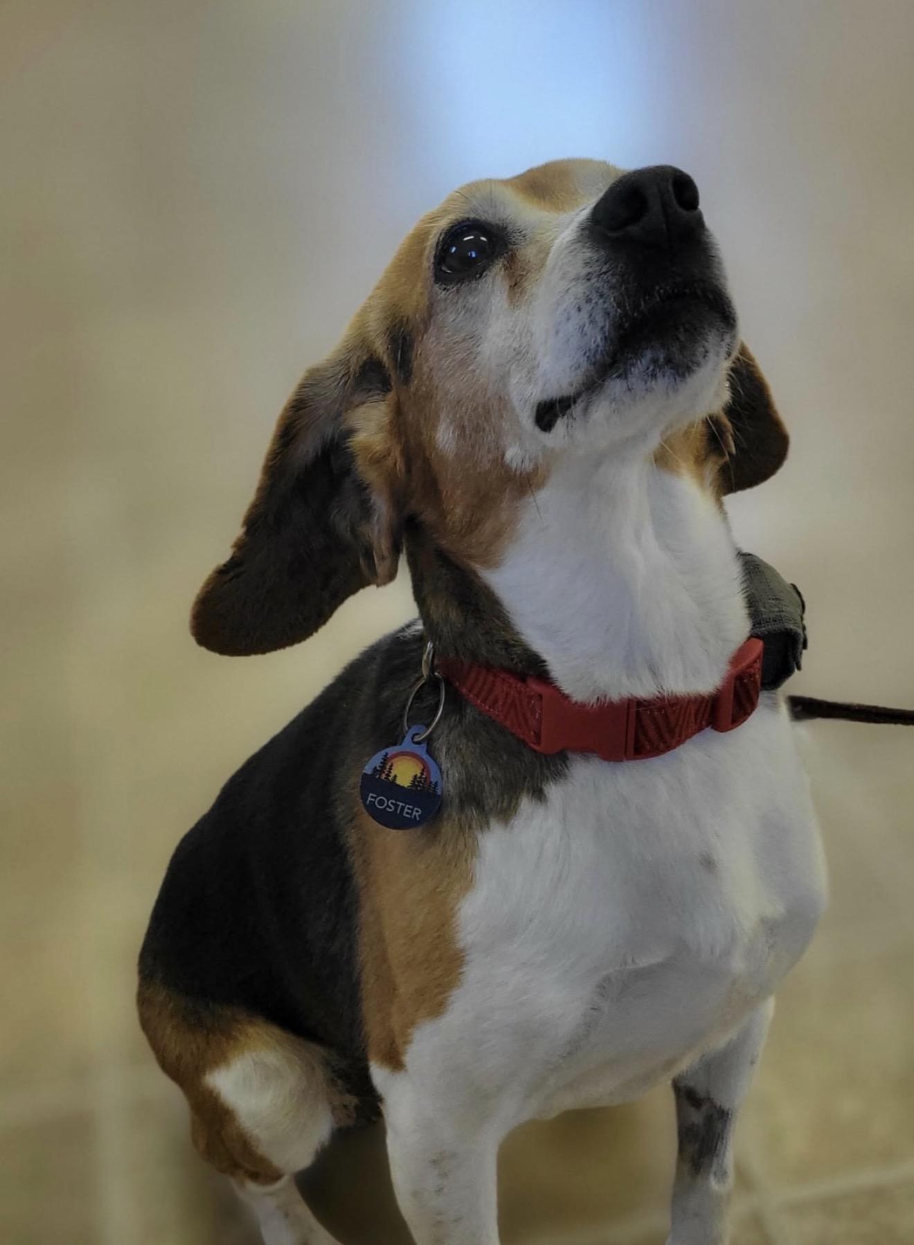 Enlarge Belle, an adopted Beagle in HANSON, MA image 5/5