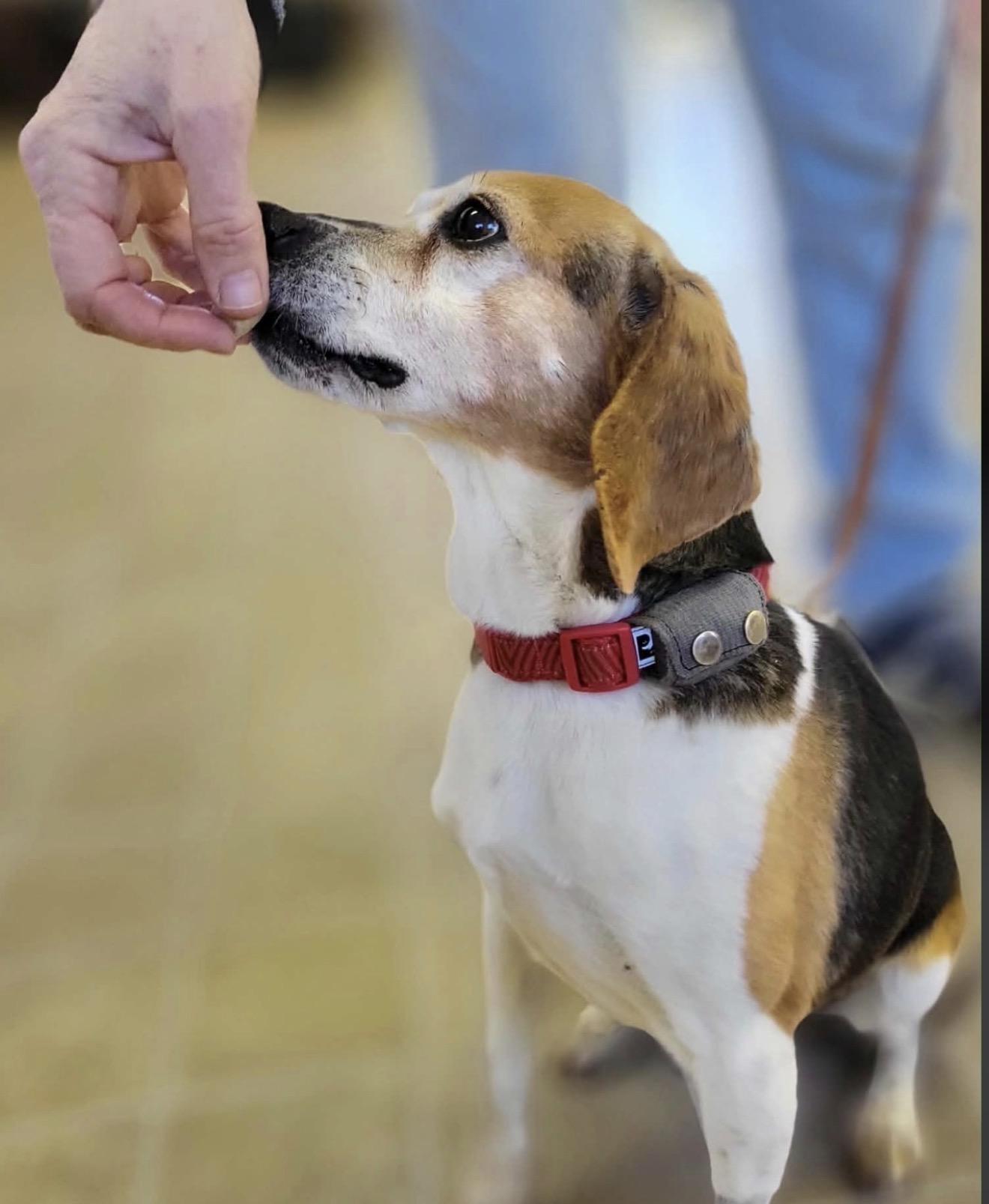 Enlarge Belle, an adopted Beagle in HANSON, MA image 4/5