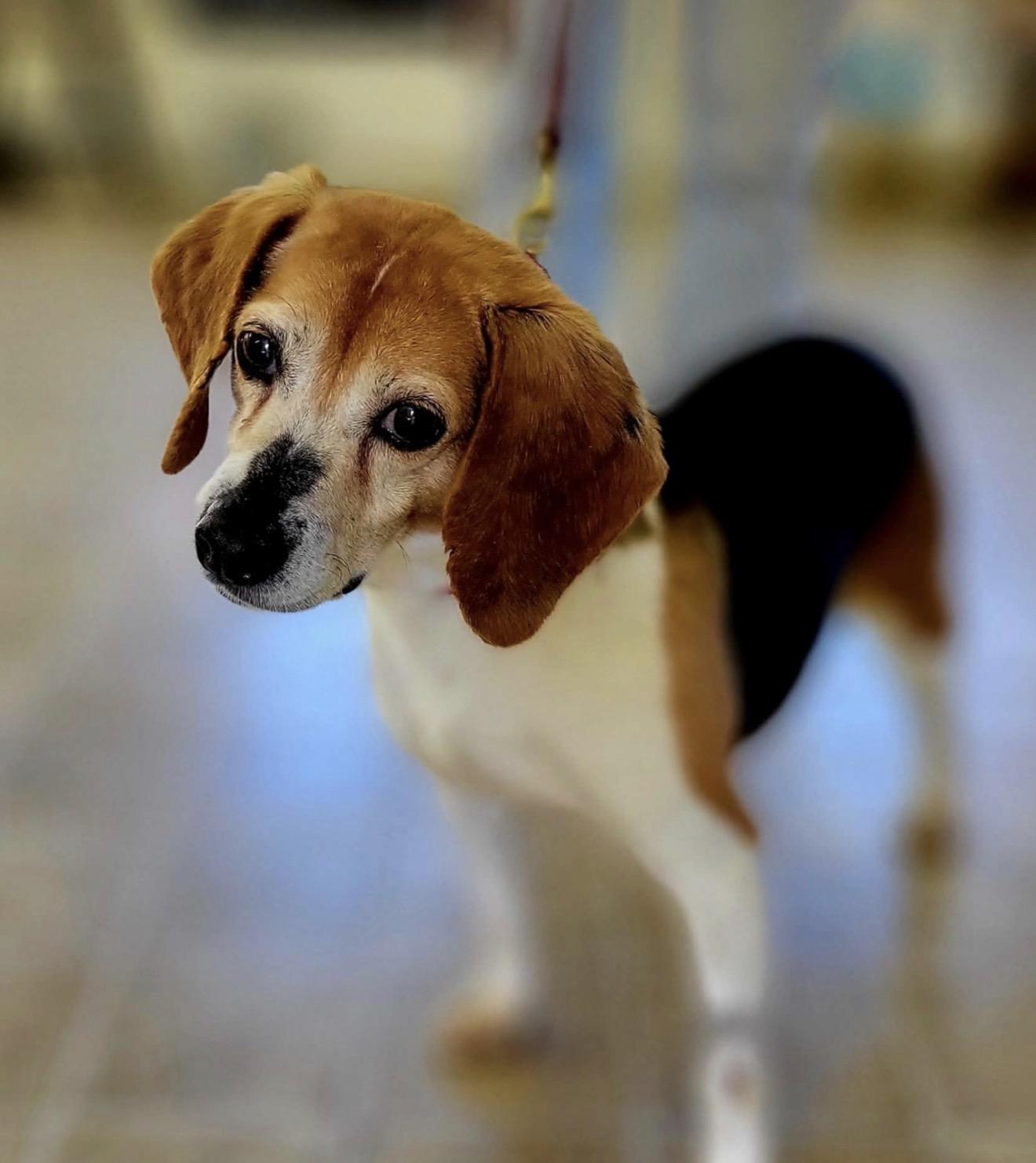 Enlarge Belle, an adopted Beagle in HANSON, MA image 2/5