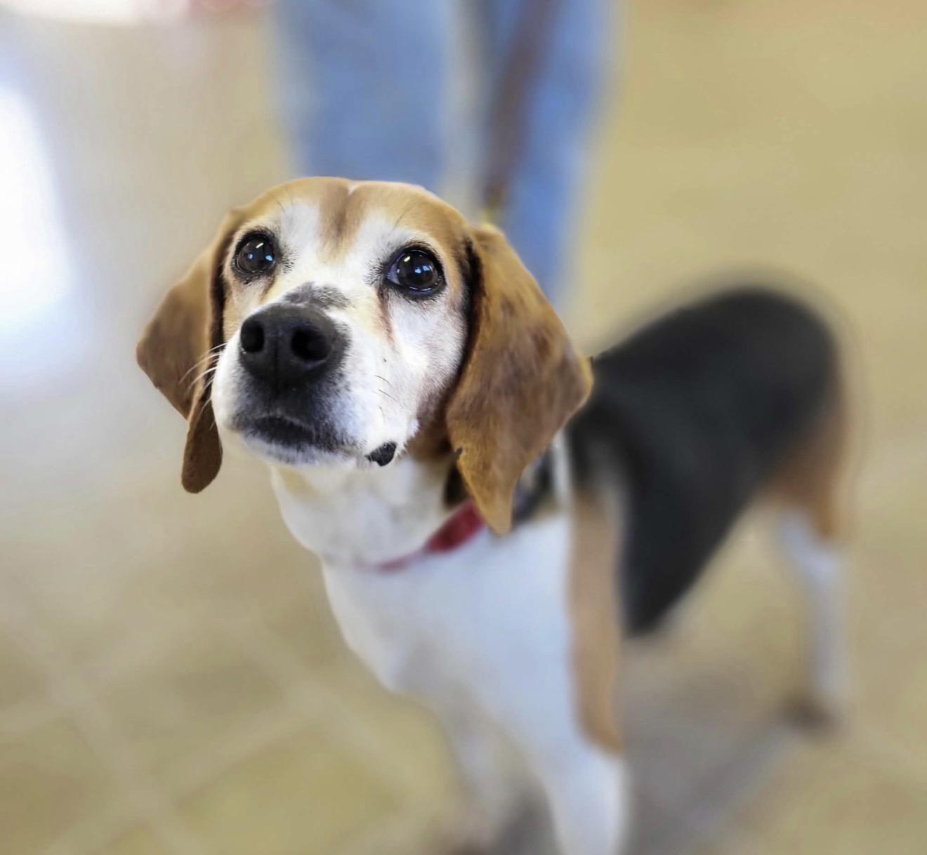 Enlarge Belle, an adopted Beagle in HANSON, MA image 3/5