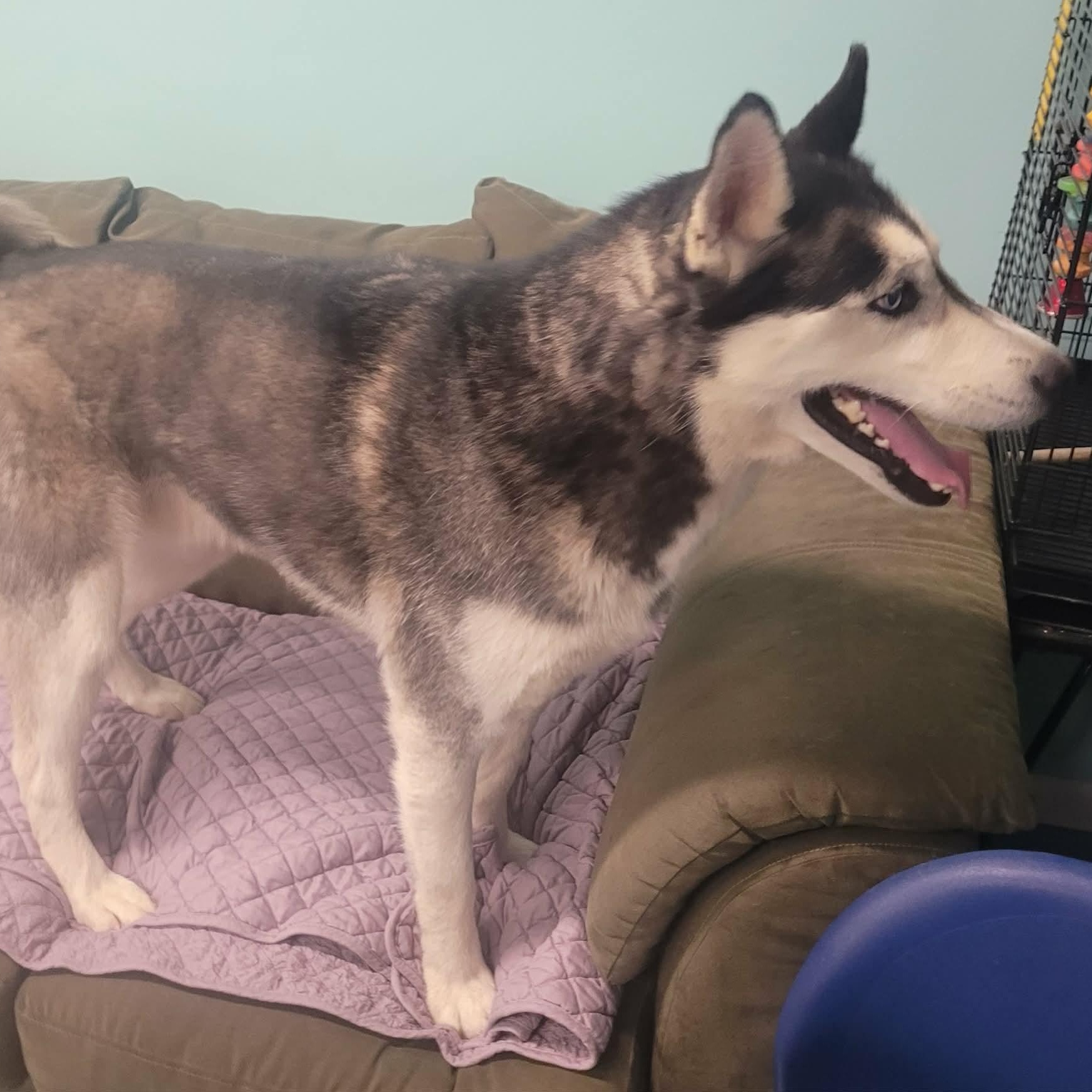 Enlarge Lucky! Beautiful Husky Boy!, a Adoptable Husky in Meriden, CT image 4/6