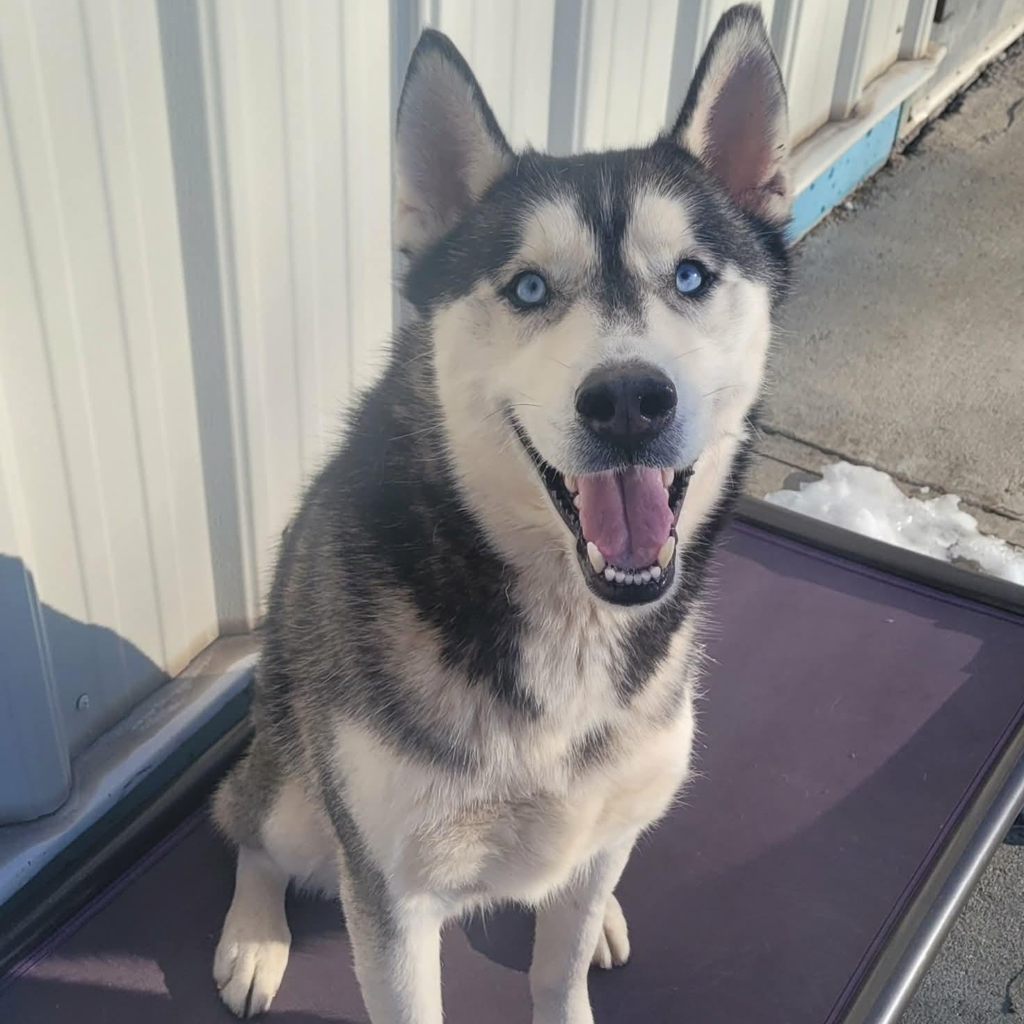 Enlarge Lucky! Beautiful Husky Boy!, a Adoptable Husky in Meriden, CT image 2/6