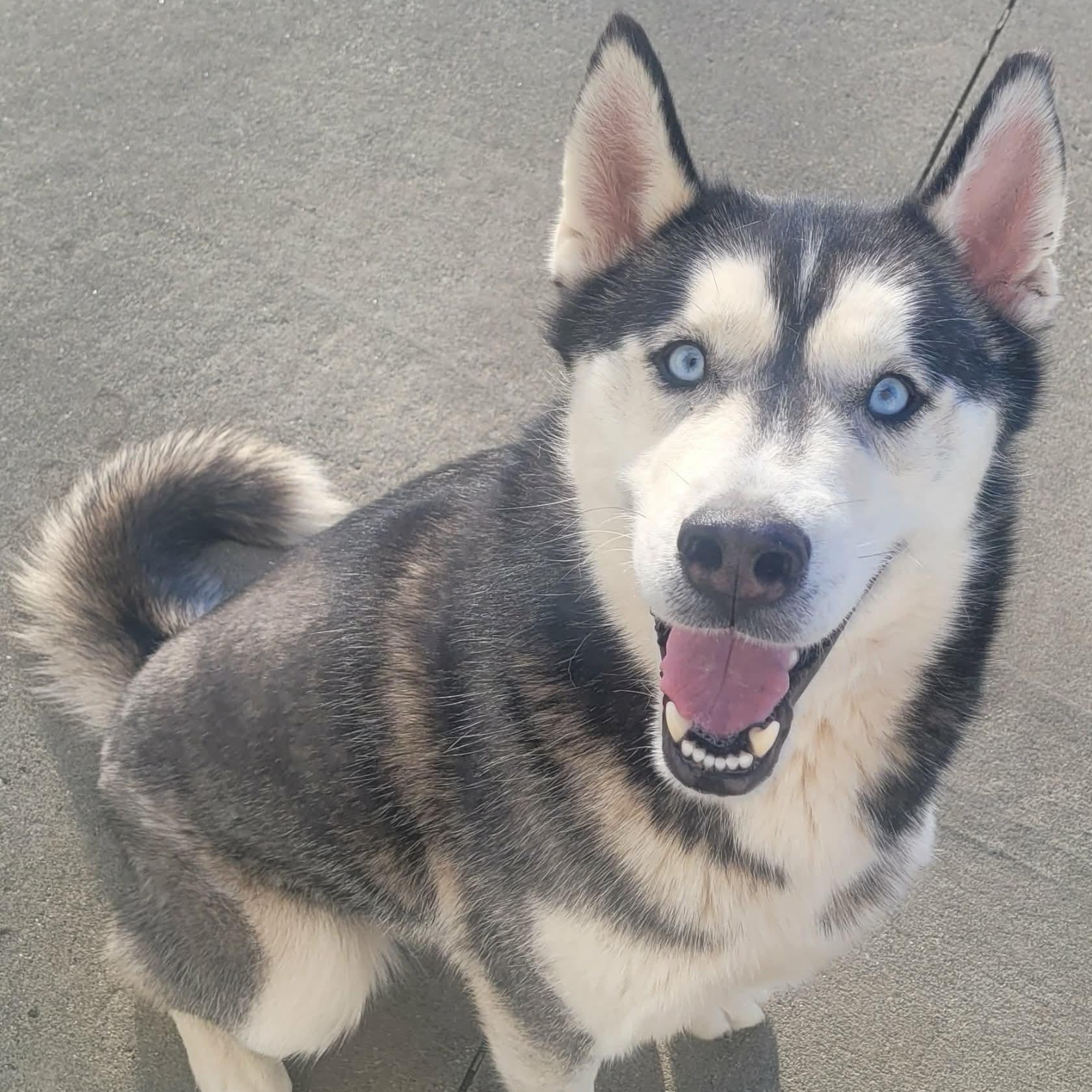 Enlarge Lucky! Beautiful Husky Boy!, a Adoptable Husky in Meriden, CT image 1/6
