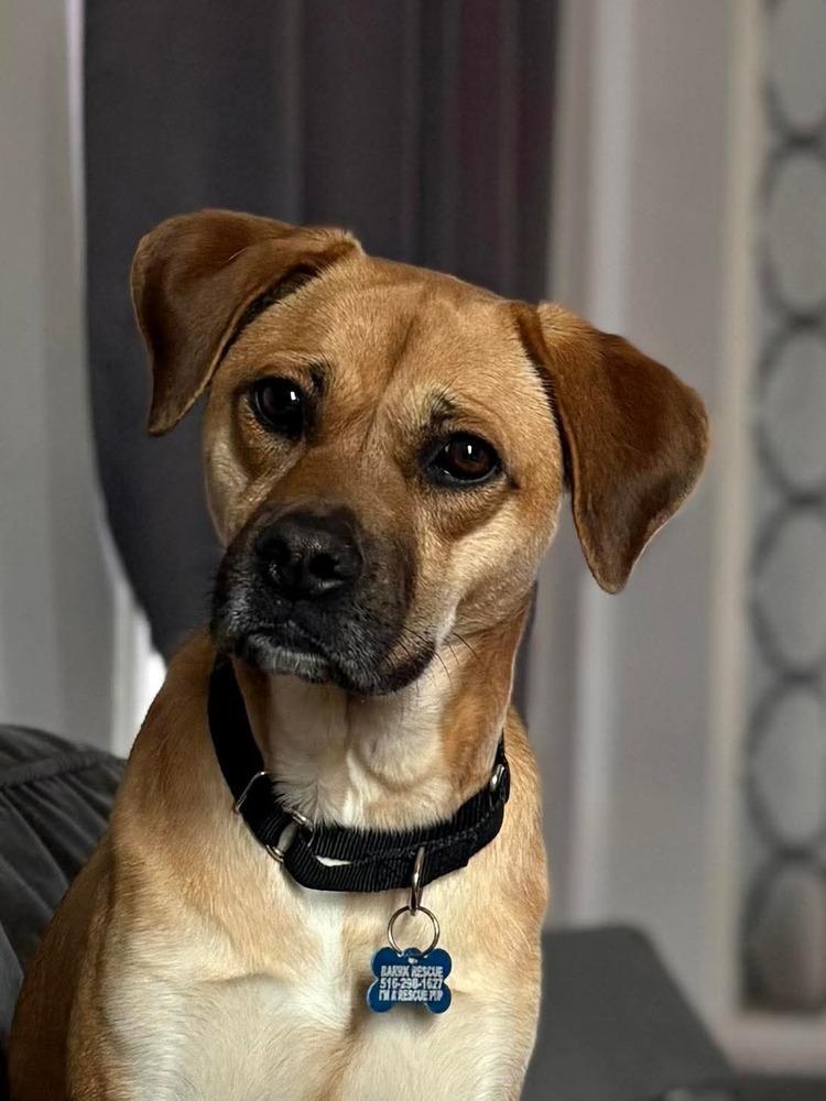 Valentina, Adoptable, Adult Female Pug & Golden Retriever.