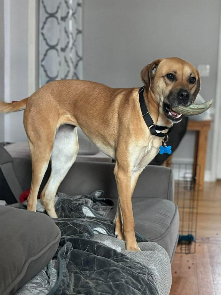 Enlarge Valentina, a Adoptable mixed breed in Valley Stream, NY image 2/6