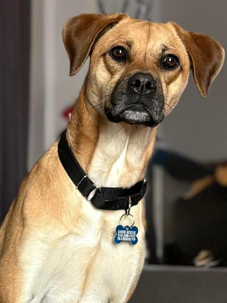 Enlarge Valentina, a Adoptable mixed breed in Valley Stream, NY image 3/6