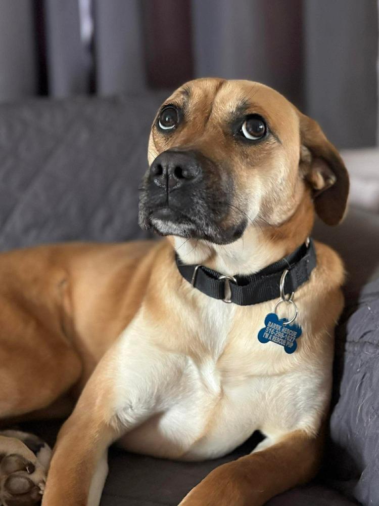 Enlarge Valentina, a Adoptable mixed breed in Valley Stream, NY image 4/6