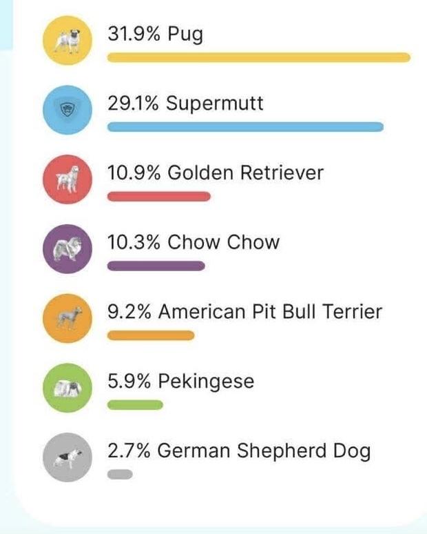 Enlarge Valentina, a Adoptable mixed breed in Valley Stream, NY image 5/6