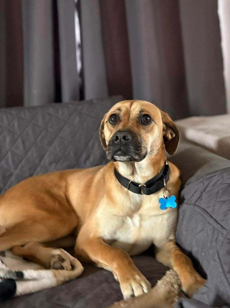 Enlarge Valentina, a Adoptable mixed breed in Valley Stream, NY image 6/6