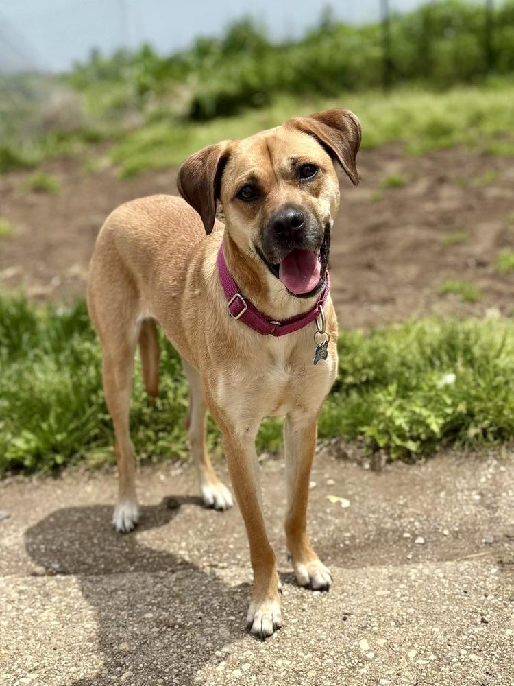 Valentina, a Adoptable mixed breed in Valley Stream, NY image 6/6
