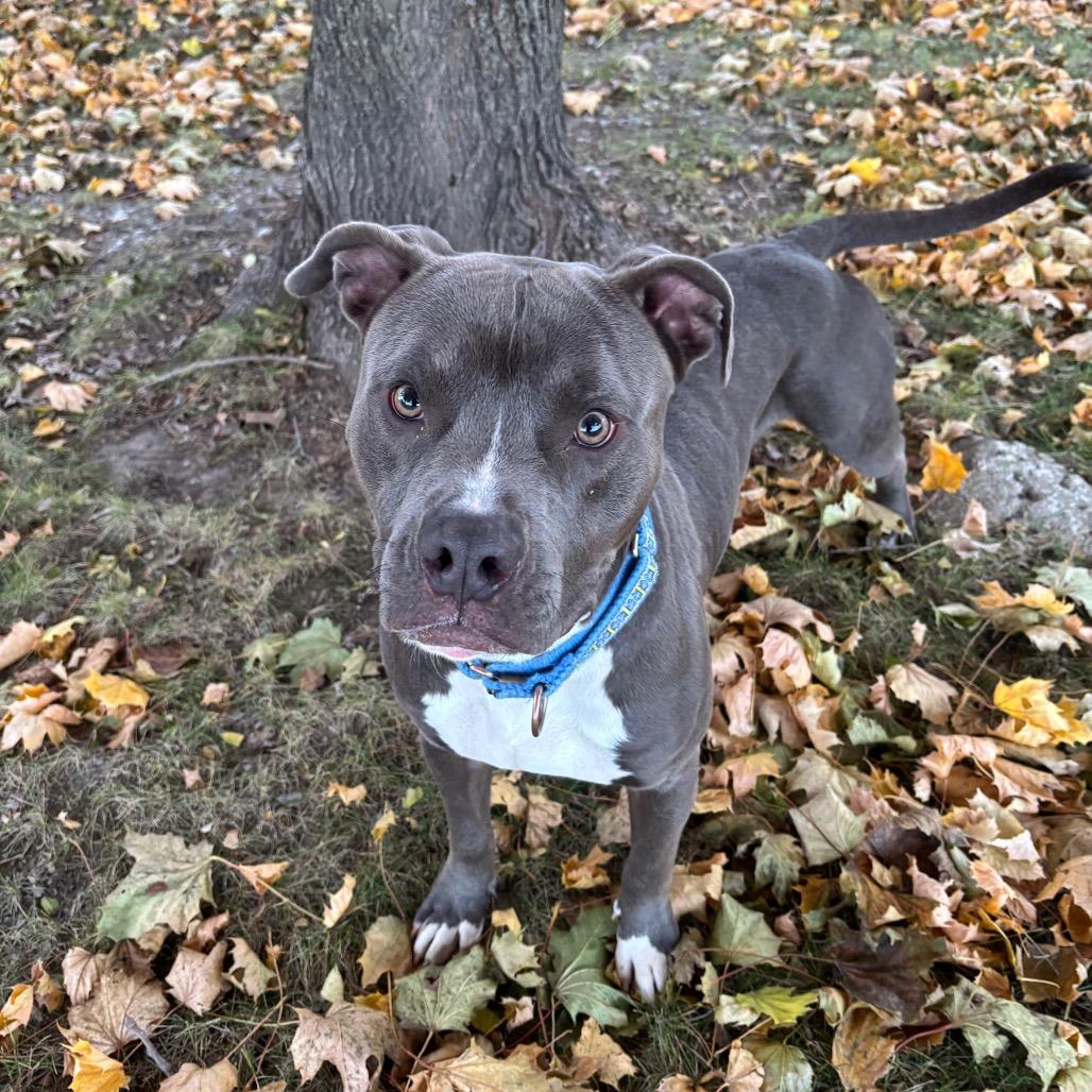 Marshmallow, Adoptable, Adult Male Terrier & Mixed Breed.