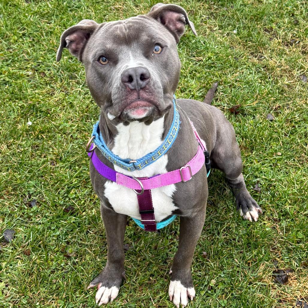 Enlarge Marshmallow, a Adoptable mixed breed in Brookfield, WI image 2/6