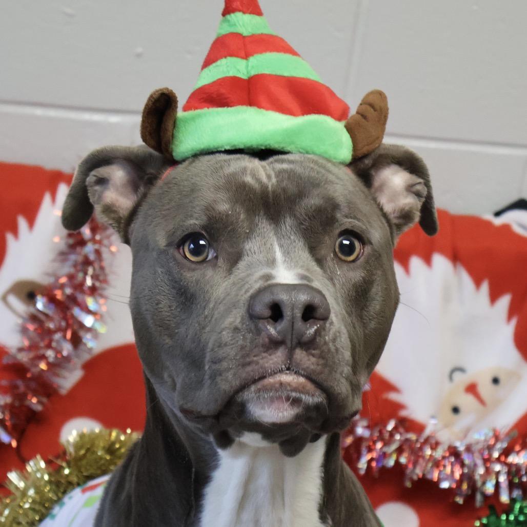 Enlarge Marshmallow, a Adoptable mixed breed in Brookfield, WI image 3/6