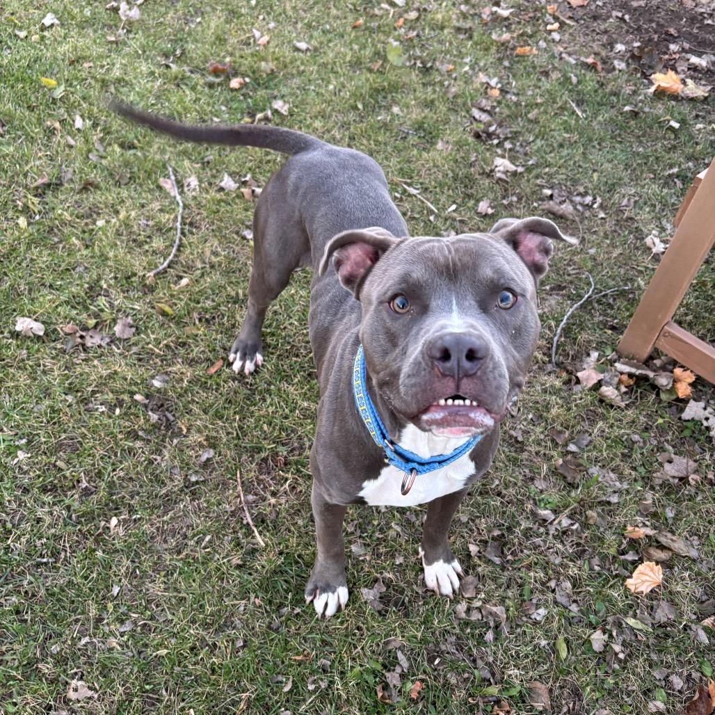 Enlarge Marshmallow, a Adoptable mixed breed in Brookfield, WI image 4/6