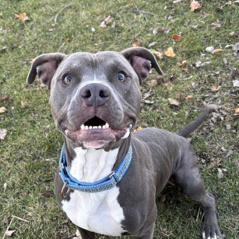 Enlarge Marshmallow, a Adoptable mixed breed in Brookfield, WI image 5/6