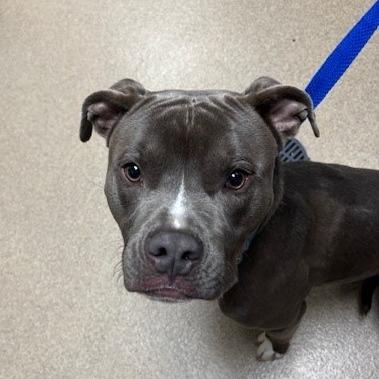 Enlarge Marshmallow, a Adoptable mixed breed in Brookfield, WI image 6/6