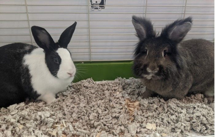 Oreo and Marlow 2