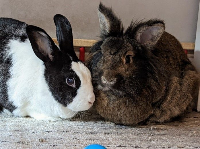 Enlarge Oreo and Marlow, an adoptable mixed breed in Philadelphia, PA image 6/6