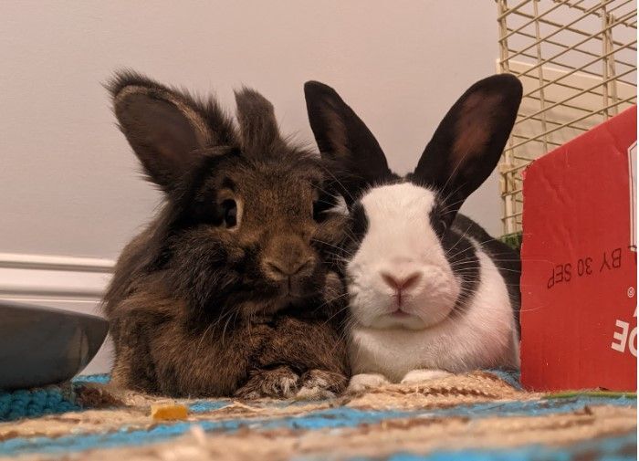 Enlarge Oreo and Marlow, an adoptable mixed breed in Philadelphia, PA image 1/6