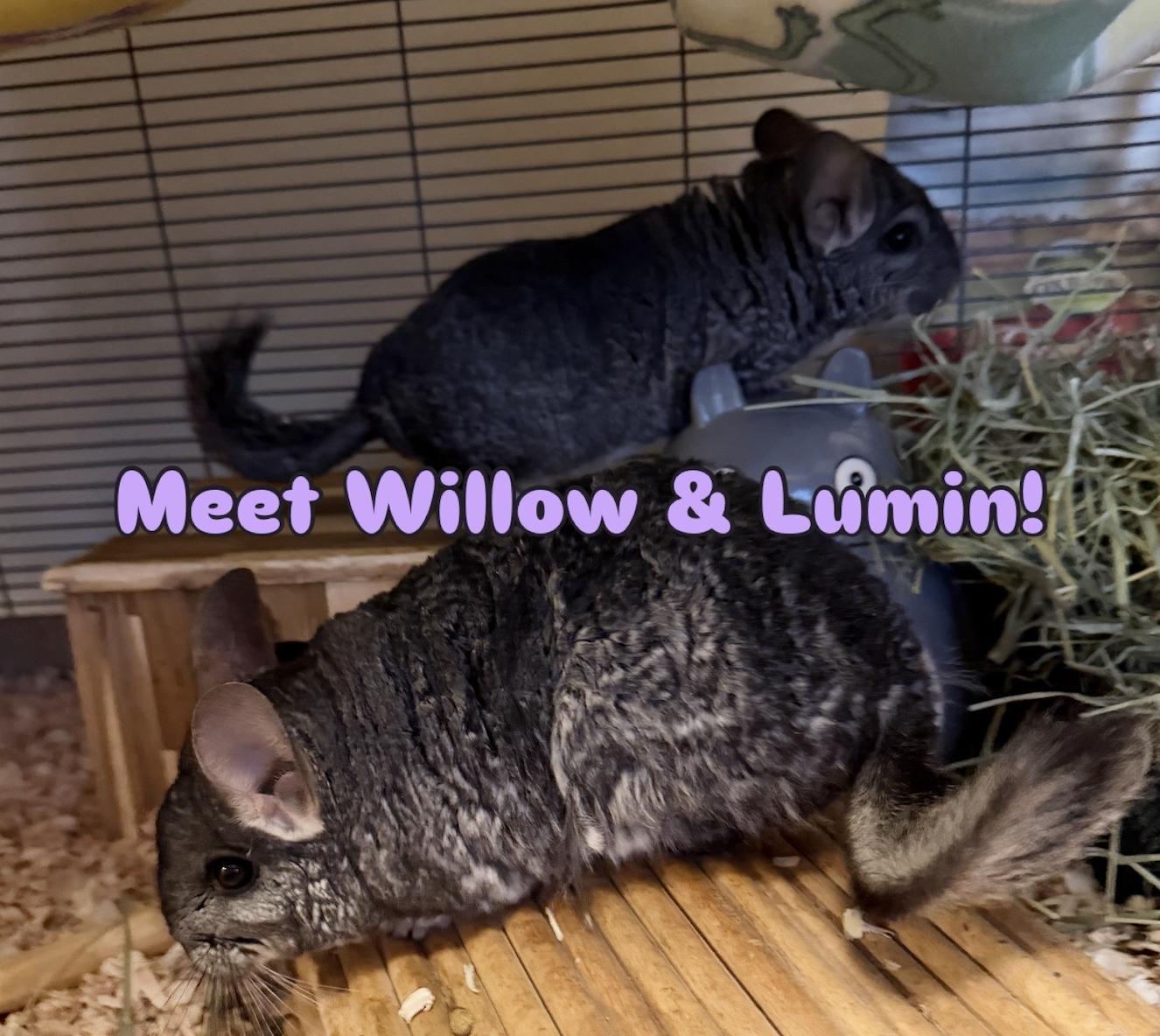 Willow & Lumin BONDED, a ADOPTABLE Chinchilla in Minneapolis, MN image 2/3