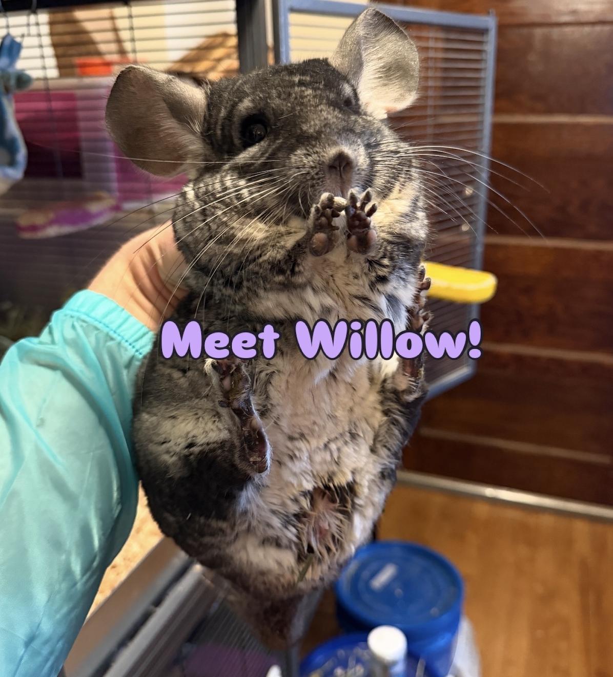 Willow & Lumin BONDED, a ADOPTABLE Chinchilla in Minneapolis, MN image 3/3