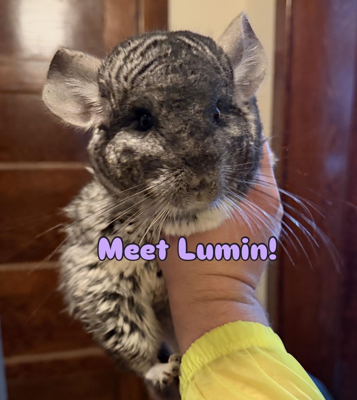 Willow & Lumin BONDED, ADOPTABLE, Adult Female Chinchilla.