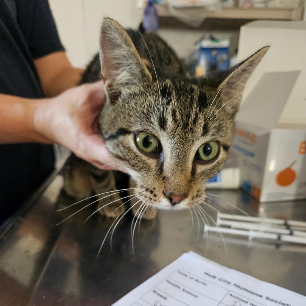 Ilda, Adoptable, Kitten Male Domestic Short Hair.