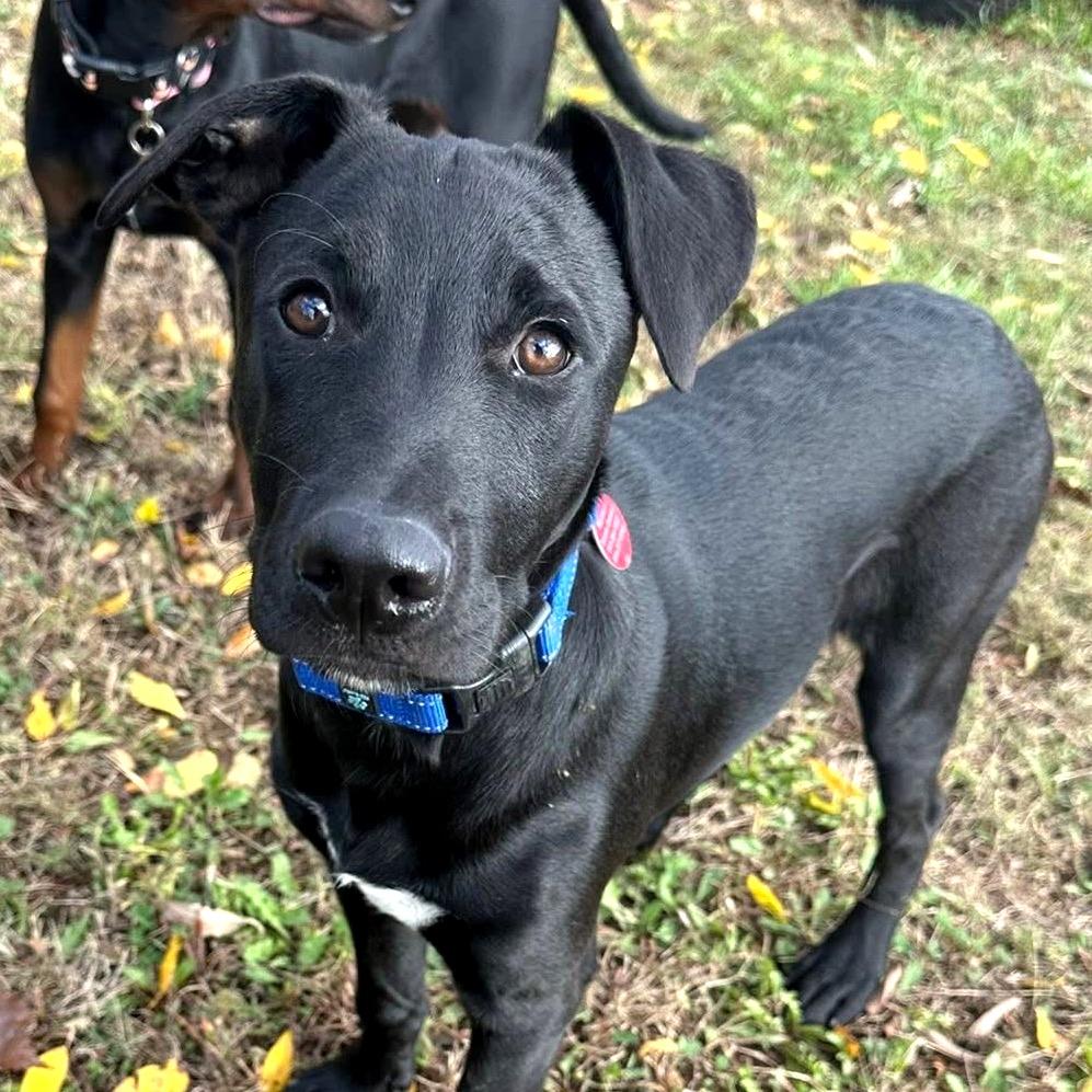 Nick, Adoptable, Young Male Labrador Retriever.