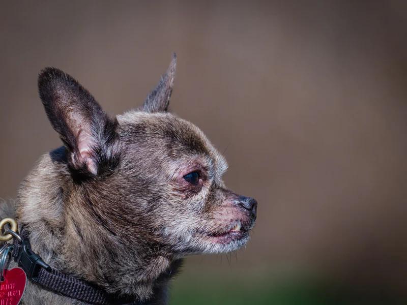 Enlarge Guido, a ADOPTABLE Chihuahua in Pointe-Fortune, QC image 1/4
