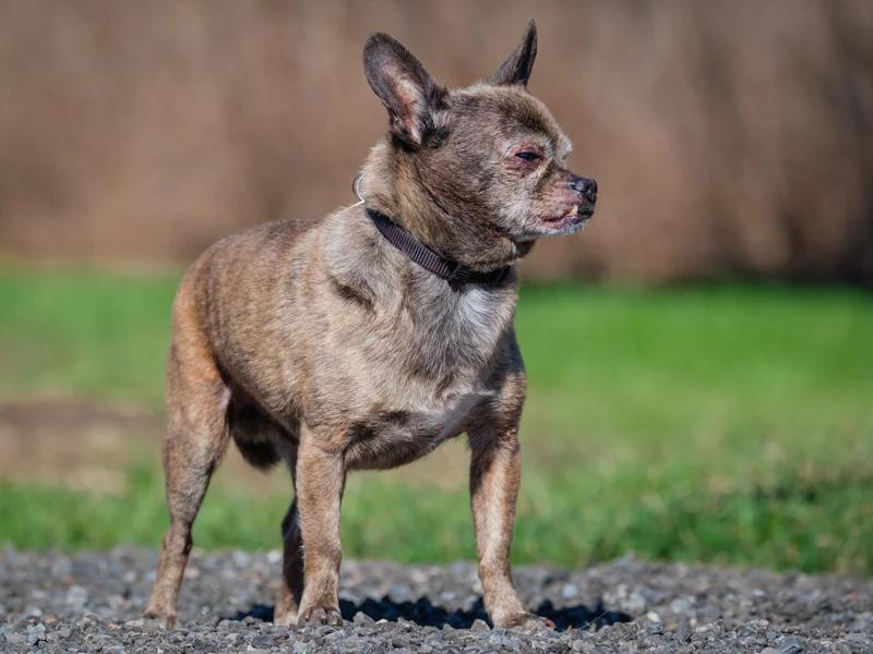 Enlarge Guido, a ADOPTABLE Chihuahua in Pointe-Fortune, QC image 2/4