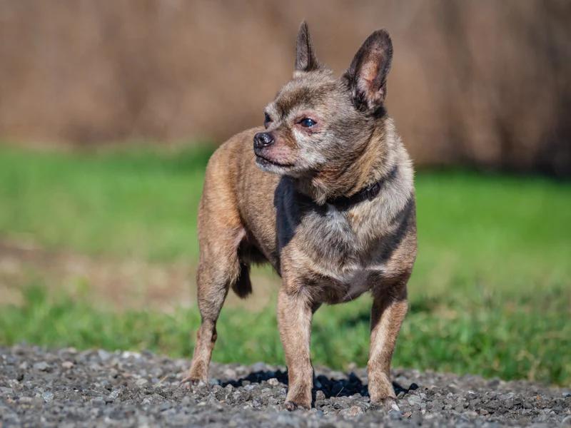 Enlarge Guido, a ADOPTABLE Chihuahua in Pointe-Fortune, QC image 4/4
