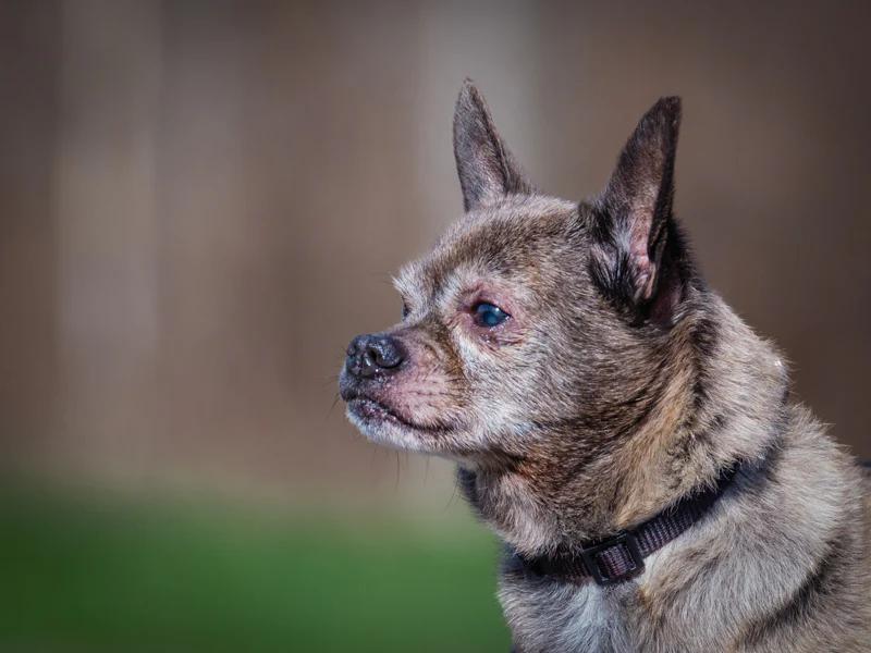 Enlarge Guido, a ADOPTABLE Chihuahua in Pointe-Fortune, QC image 3/4