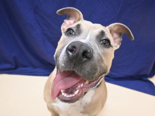 Tater Tot, Adoptable, Young Male Pit Bull Terrier.