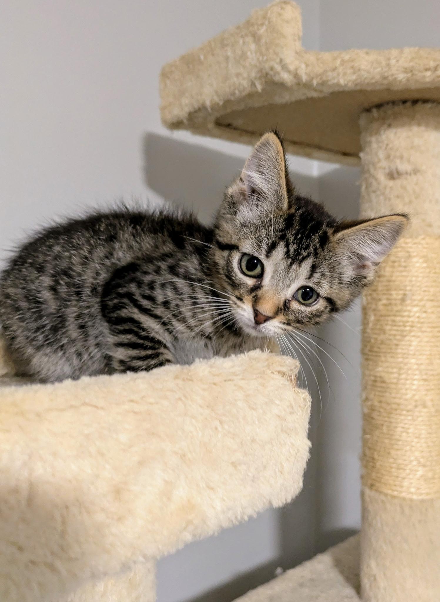 Pet Image