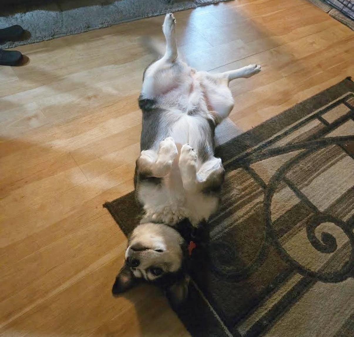 PLEASE ADOPT ME - I'M A GOOD GIRL! TAMARA, a Adoptable mixed breed in Beverly Hills, CA image 3/5