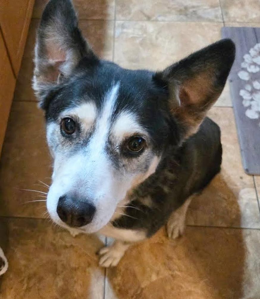 PLEASE ADOPT ME - I'M A GOOD GIRL! TAMARA, Adoptable, Senior Female Siberian Husky & German Shepherd Dog.