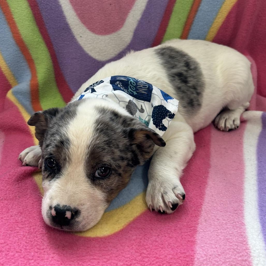 Theodore, Adoptable, Puppy Male Australian Cattle Dog / Blue Heeler.