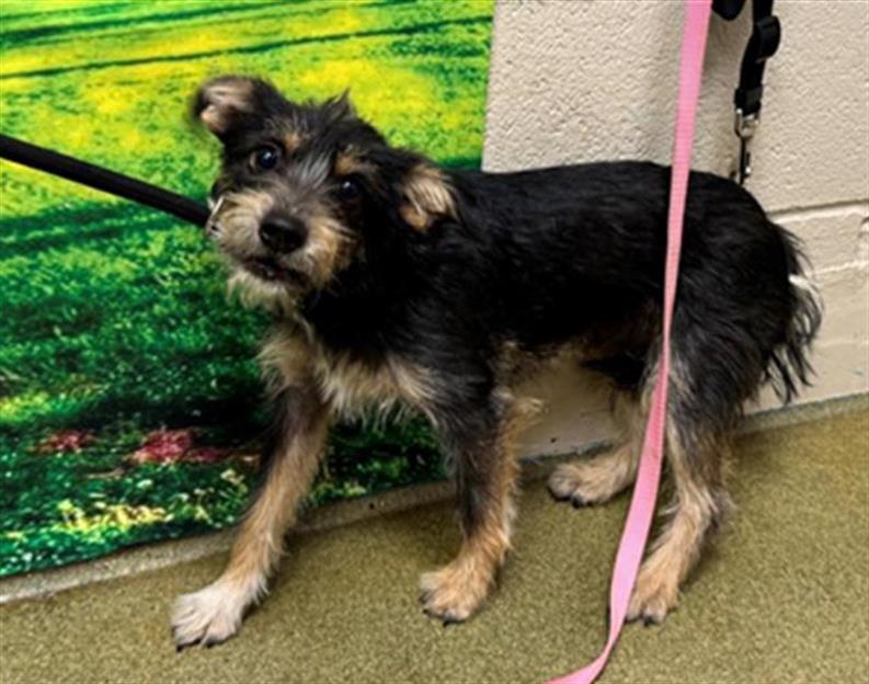 SAVE ME PLEASE! SHARLEEN -ID#A543871