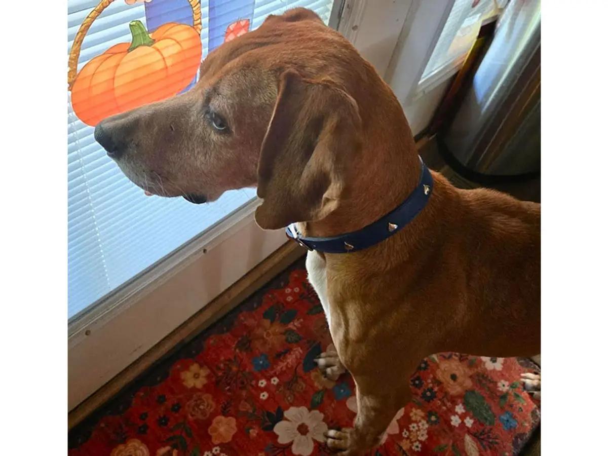 Enlarge Rhymer (OH), a Adoptable Redbone Coonhound in Leawood, KS image 4/6