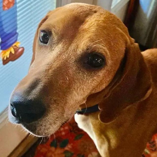 Rhymer (OH), Adoptable, Adult Male Redbone Coonhound.