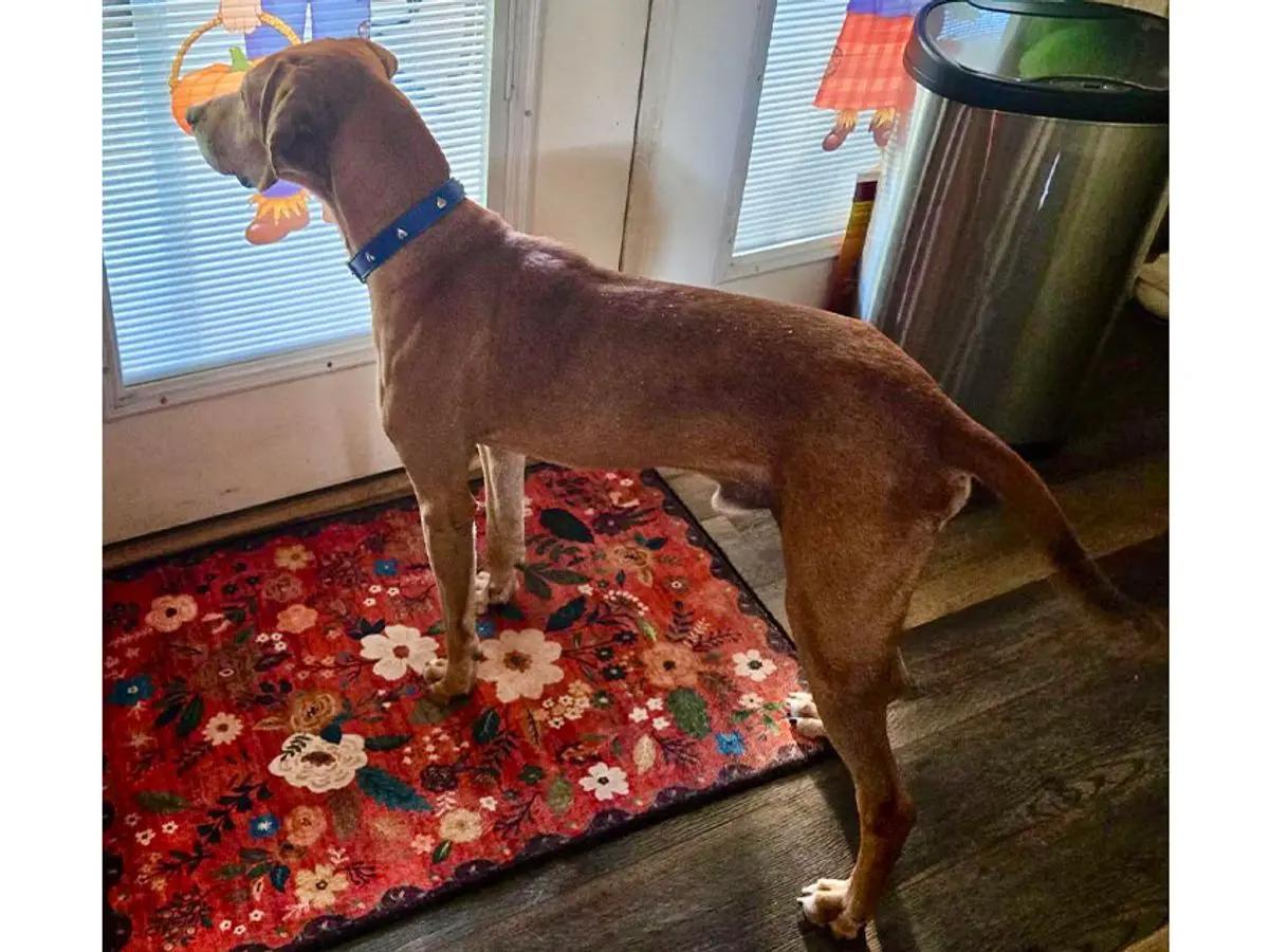 Enlarge Rhymer (OH), a Adoptable Redbone Coonhound in Leawood, KS image 6/6