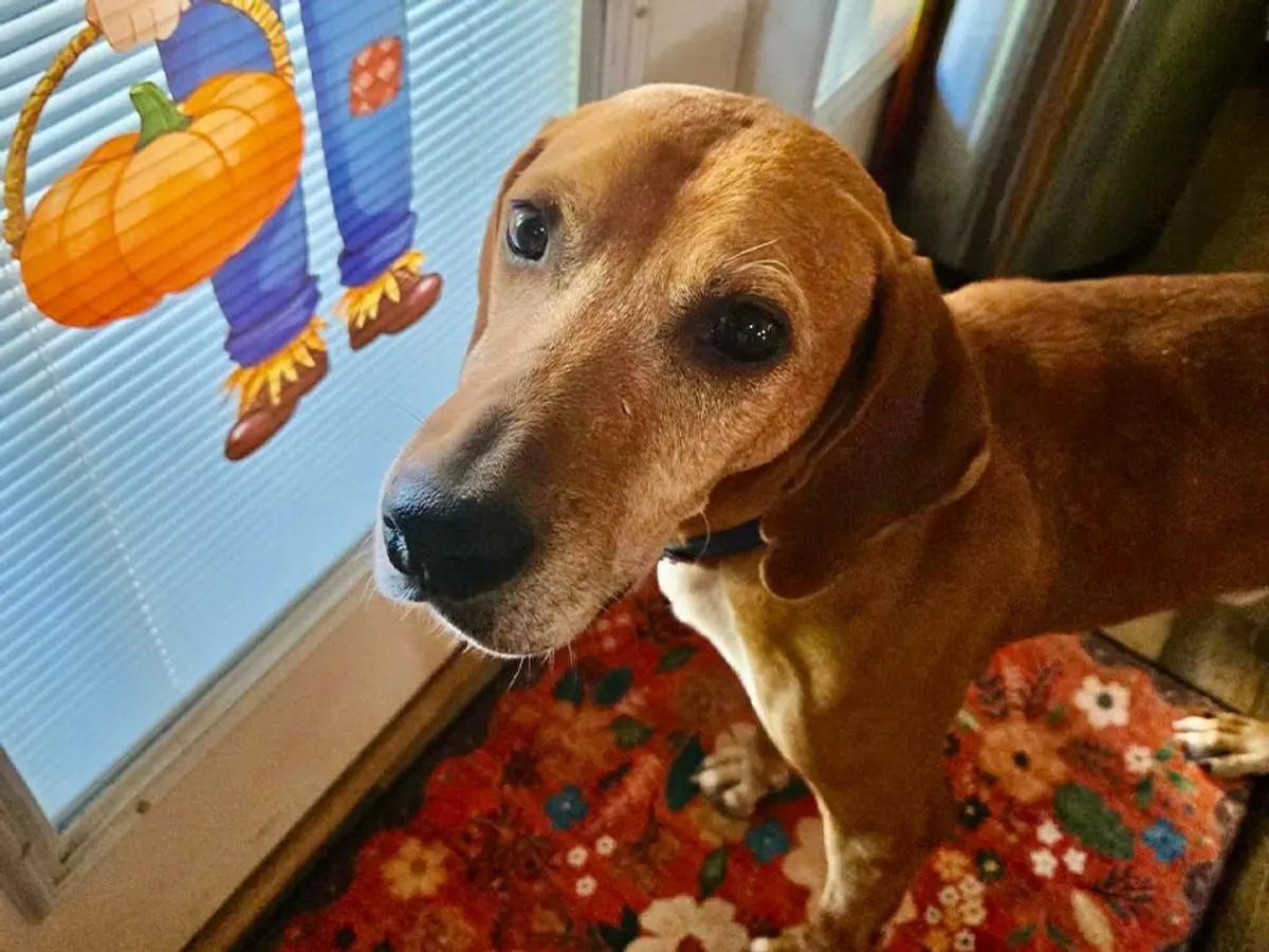 Enlarge Rhymer (OH), a Adoptable Redbone Coonhound in Leawood, KS image 5/6