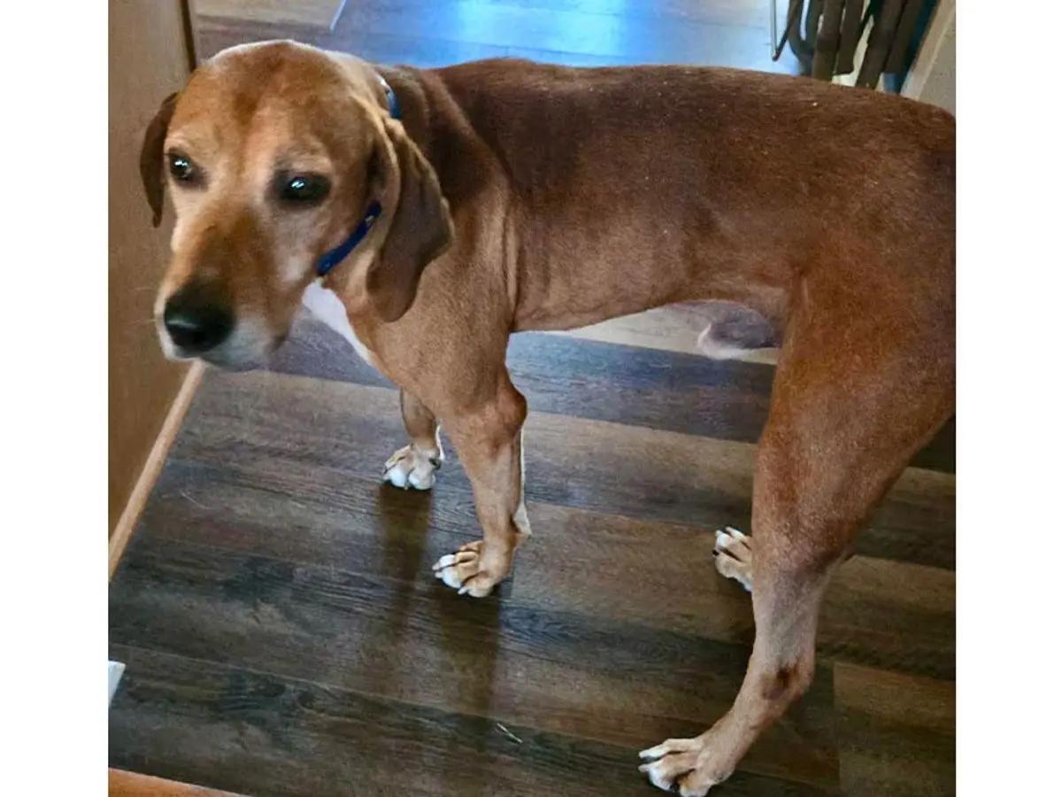 Enlarge Rhymer (OH), a Adoptable Redbone Coonhound in Leawood, KS image 2/6