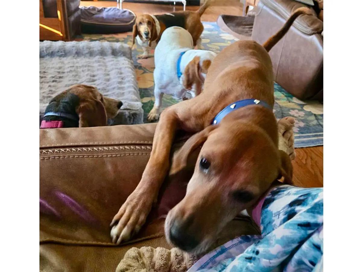 Enlarge Rhymer (OH), a Adoptable Redbone Coonhound in Leawood, KS image 3/6