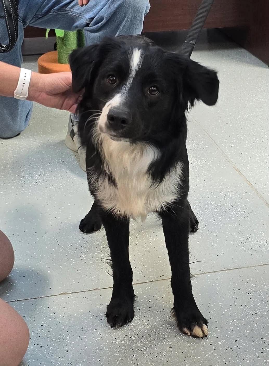 Toby (2026), Adopted, Adult Male Border Collie & Australian Shepherd.