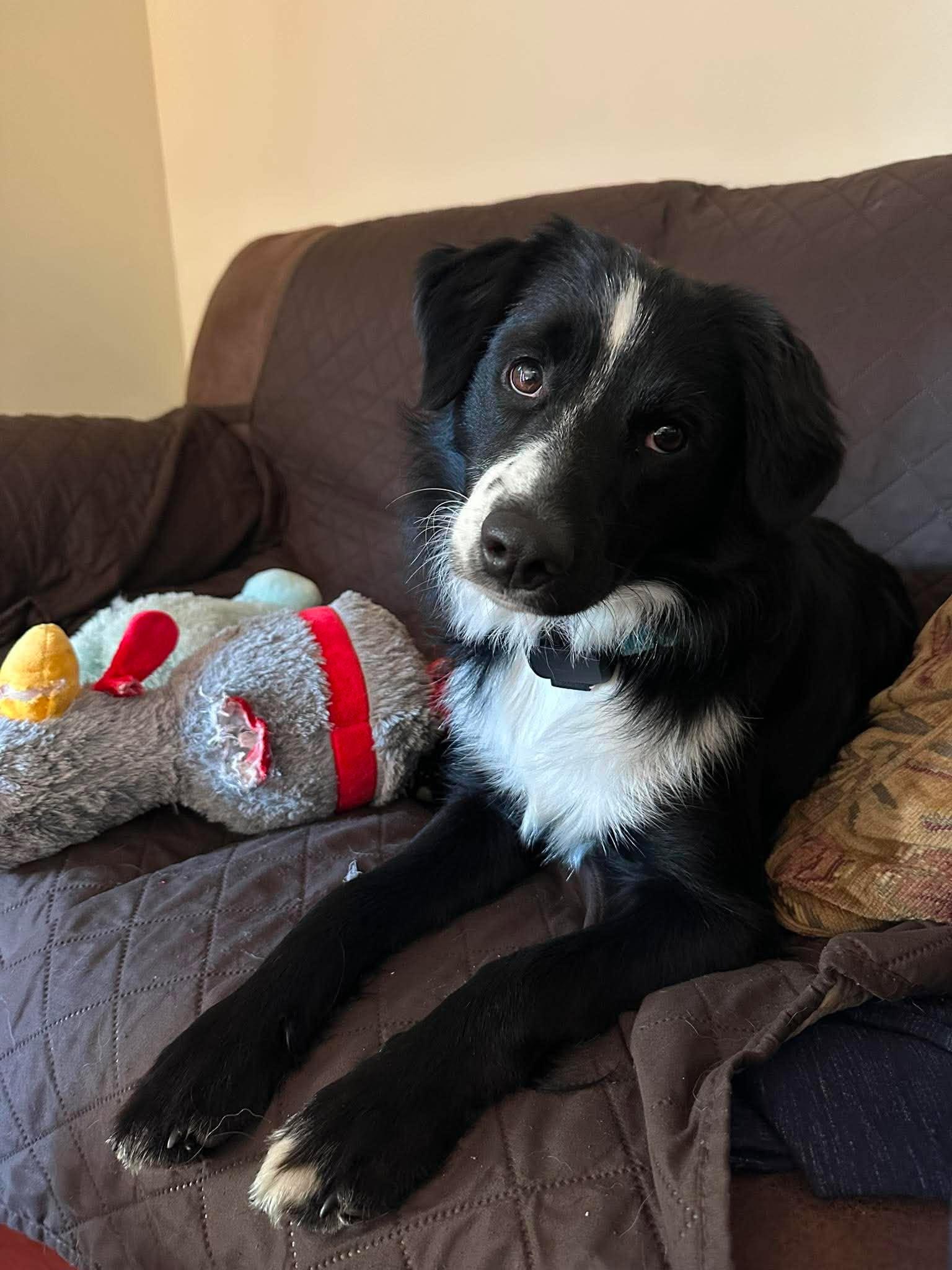 Toby (2026), a Adopted mixed breed in Columbia, MO image 2/3